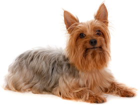 Silky Terrier vs Yorkie