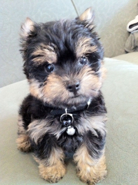 schnauzer yorkie puppy