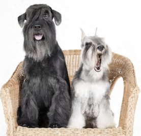 Standard Schnauzer vs Miniature Schnauzer