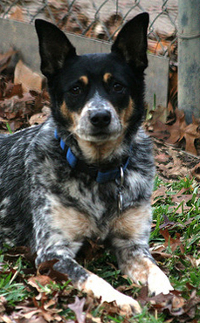 Texas Heeler dog image