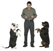 Dog training