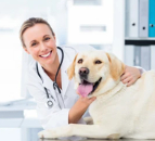 How to choose a vet-for-my-dog