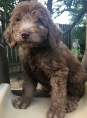 Weimardoodle dog image