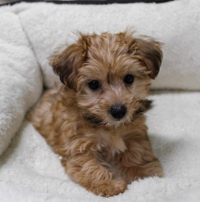 a yorkie poodle