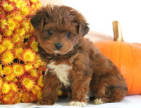 yorkshire terrier and poodle mix