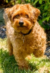 Yorkie Poo