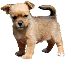 Yorkie Pug mix