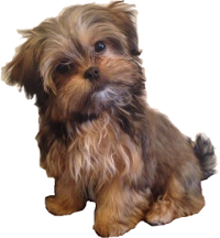 teacup yorkie shih tzu mix