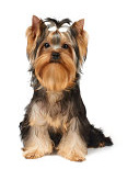 Yorkie vs Silky Terrier